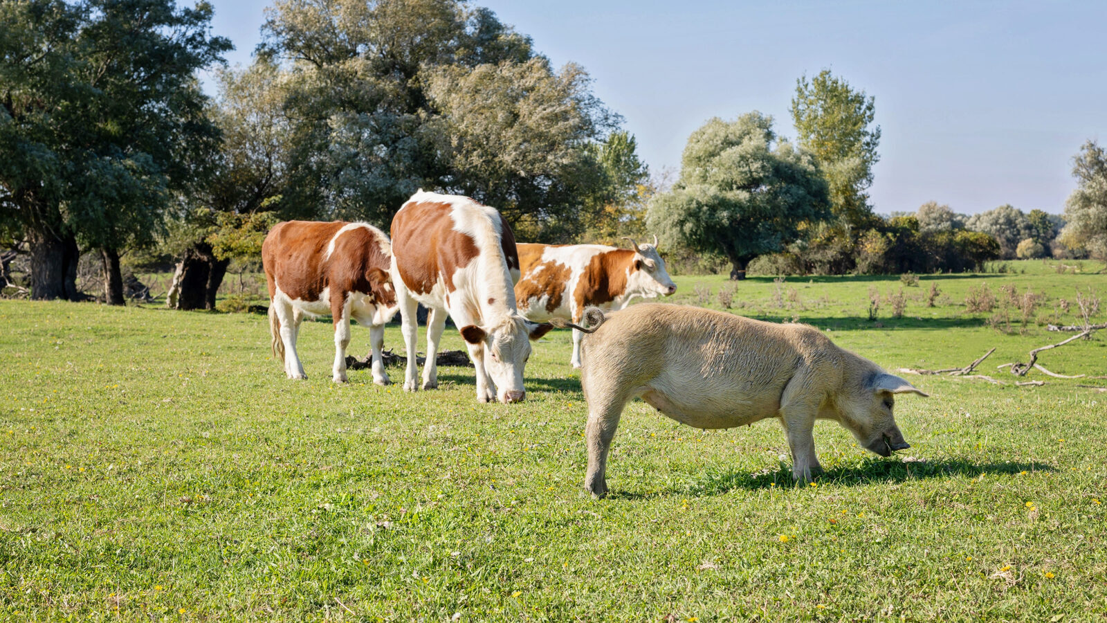 Fermierii primesc bani: Susținere vitală pentru porci și bovine