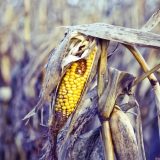 Secetă: România, pe harta zonelor agricole grav afectate de UE