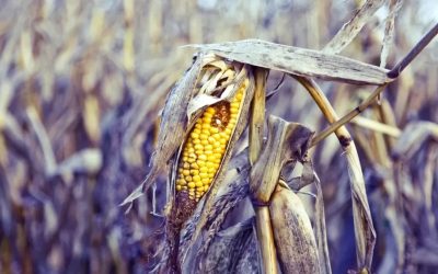 Secetă: România, pe harta zonelor agricole grav afectate de UE