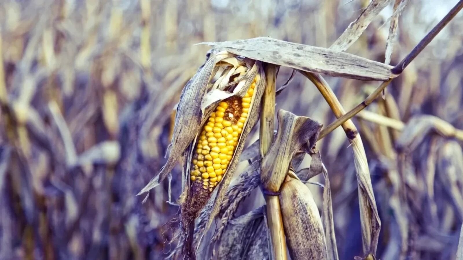 Secetă: România, pe harta zonelor agricole grav afectate de UE
