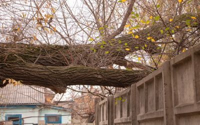 Copaci peste trotuar? Când proprietarul riscă amendă și tăiere