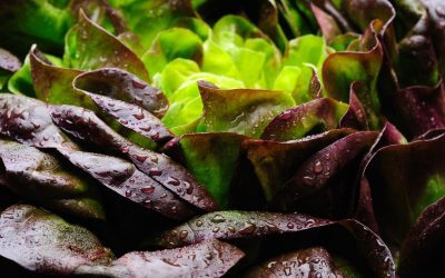 Salată verde, surpriză de proteină din carne