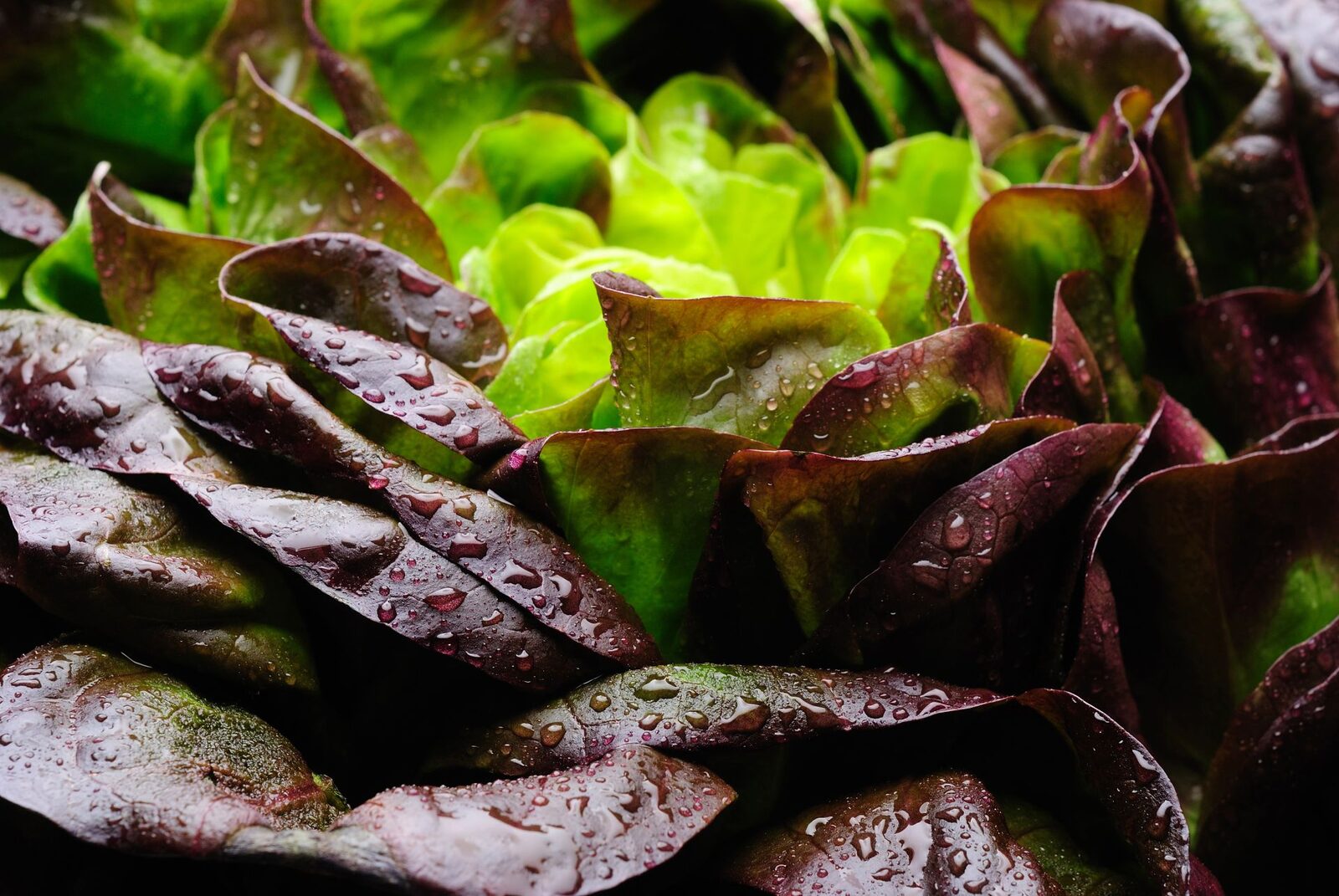 Salată verde, surpriză de proteină din carne