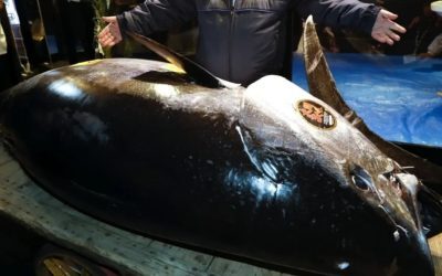 Tonul roșu, gigantul oceanelor, sfidează viteza de 70 km/h
