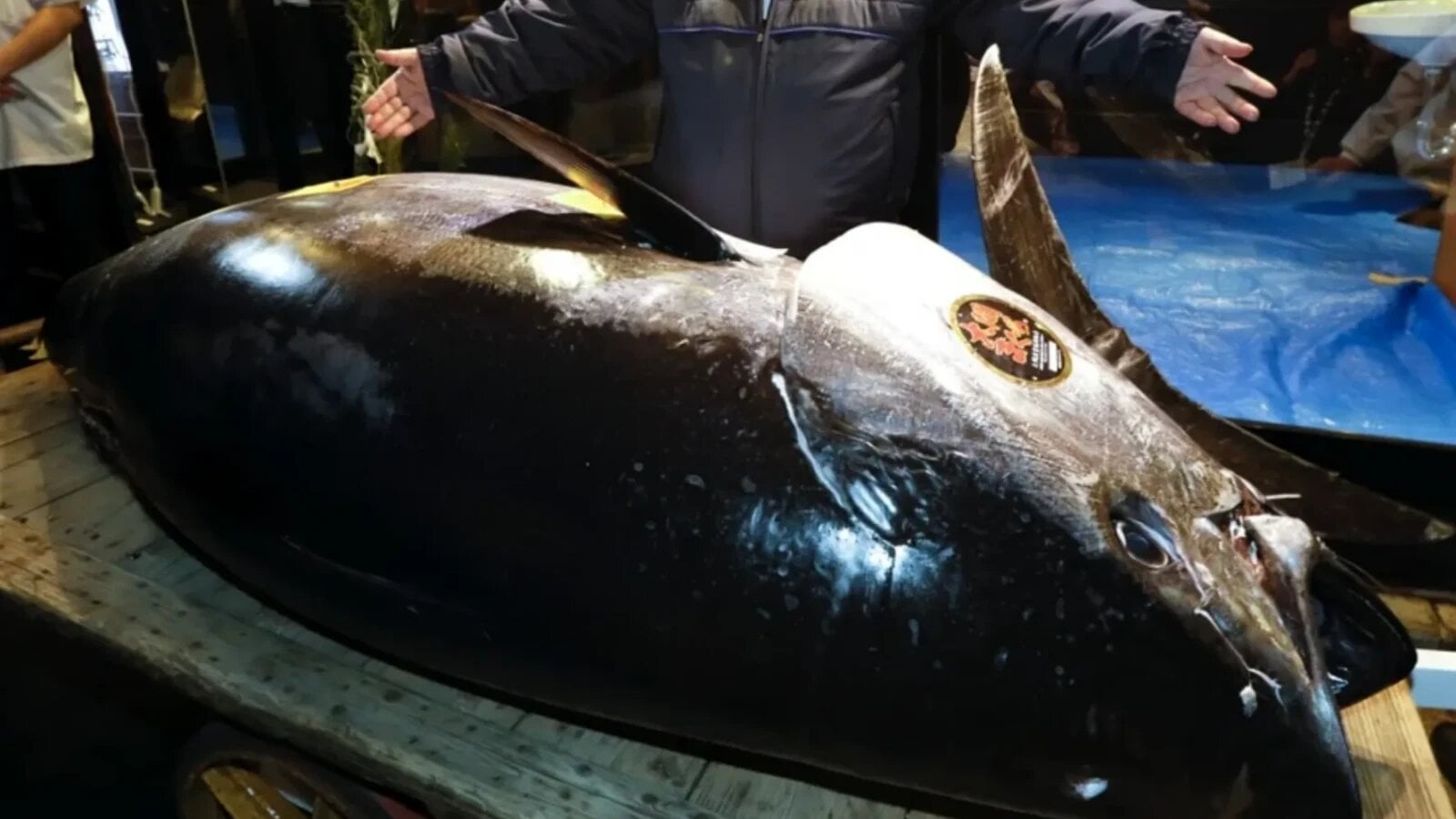 Tonul roșu, gigantul oceanelor, sfidează viteza de 70 km/h