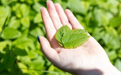 Frunză-minune: Remediu natural contra anxietății și palpitațiilor