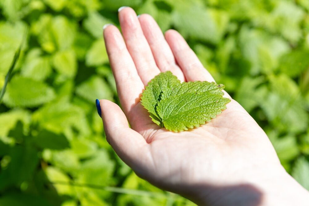 Frunză-minune: Remediu natural contra anxietății și palpitațiilor
