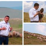 Peste 500 de oi, ucise. Rămâne întrebarea despăgubirilor