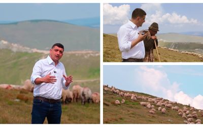 Peste 500 de oi, ucise. Rămâne întrebarea despăgubirilor