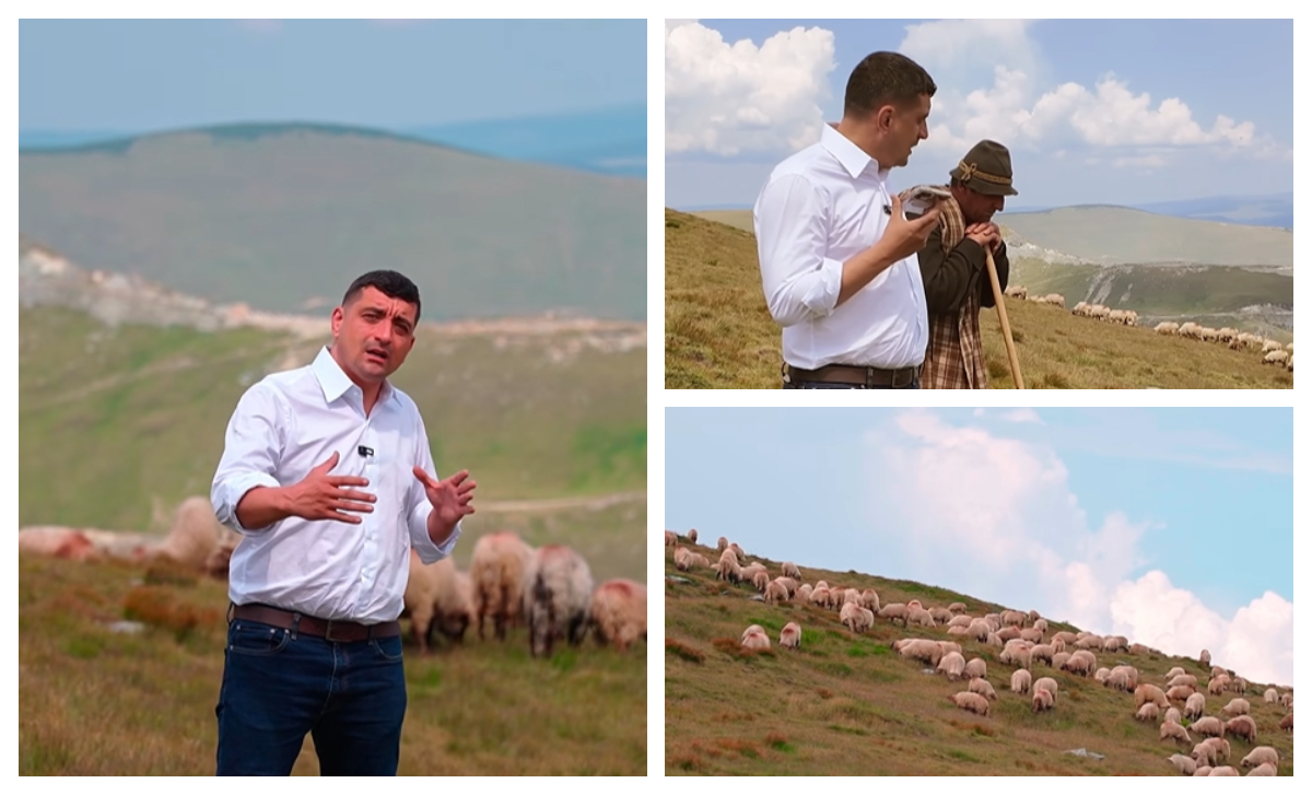 Peste 500 de oi, ucise. Rămâne întrebarea despăgubirilor