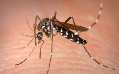 INSP: 19 cazuri de West Nile, acum în România