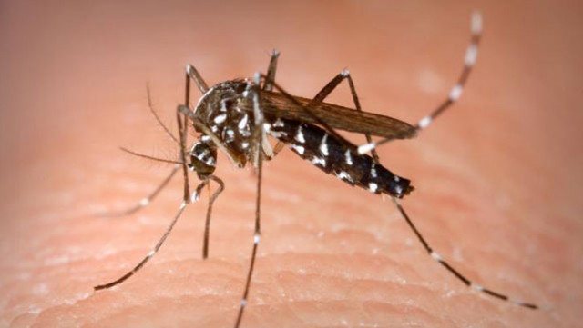 INSP: 19 cazuri de West Nile, acum în România