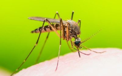 West Nile, alertă în Europa. România, în pericol