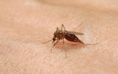 SUA: 600.000 țânțari modificați eliberați. Fără pesticide