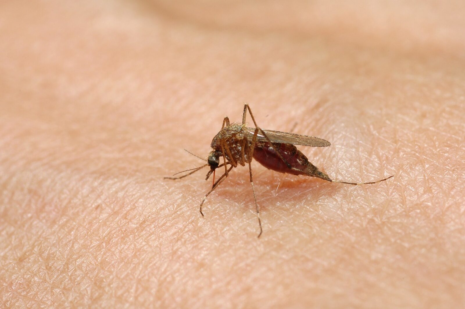 SUA: 600.000 țânțari modificați eliberați. Fără pesticide