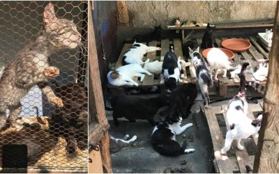 Peste 300 de pisici într-un vagon: Sindromul Noe, pericolul și lipsa legilor la noi