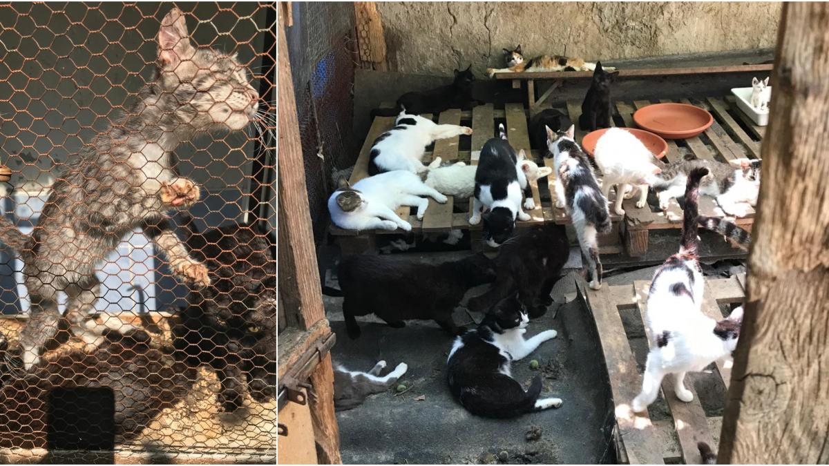 Peste 300 de pisici într-un vagon: Sindromul Noe, pericolul și lipsa legilor la noi