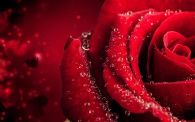 Trandafiri din buchet: Trucul simplu ce transformă florile tăiate