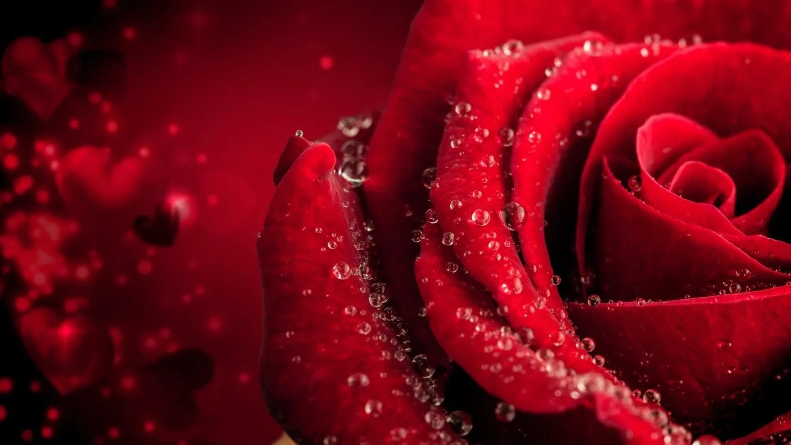 Trandafiri din buchet: Trucul simplu ce transformă florile tăiate
