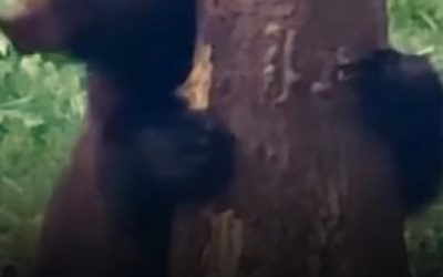 Baloo, Ursul Zăpăcit din Broșteni, Filmat de Romsilva