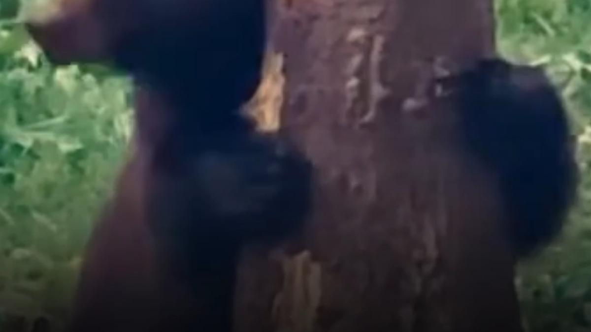 Baloo, Ursul Zăpăcit din Broșteni, Filmat de Romsilva