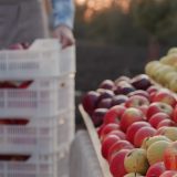România exportă mere, dar cumpără roșii. Prețul scade la 3,5 lei