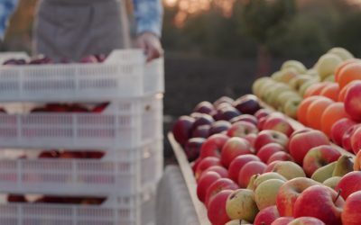 România exportă mere, dar cumpără roșii. Prețul scade la 3,5 lei