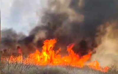 Vaslui: Incendiu devastator, 50 de hectare distruse