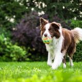 Câini indieni detectează cancerul după miros