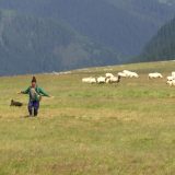 Carpații, invadați: Plante joase sufocă vârfurile din cauza schimbărilor climatice