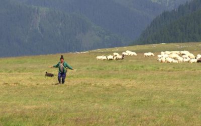 Carpații, invadați: Plante joase sufocă vârfurile din cauza schimbărilor climatice