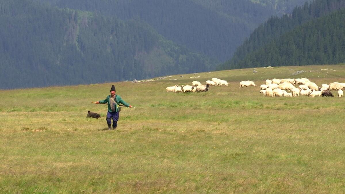 Carpații, invadați: Plante joase sufocă vârfurile din cauza schimbărilor climatice