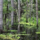 Japonia, biomasă și defrișări masive în Indonezia
