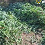 Cultură de canabis în Covasna: 60 de plante, un bărbat de 62 de ani reținut de DIICOT