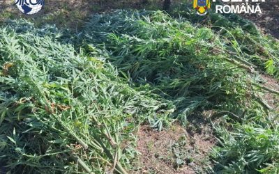 Cultură de canabis în Covasna: 60 de plante, un bărbat de 62 de ani reținut de DIICOT