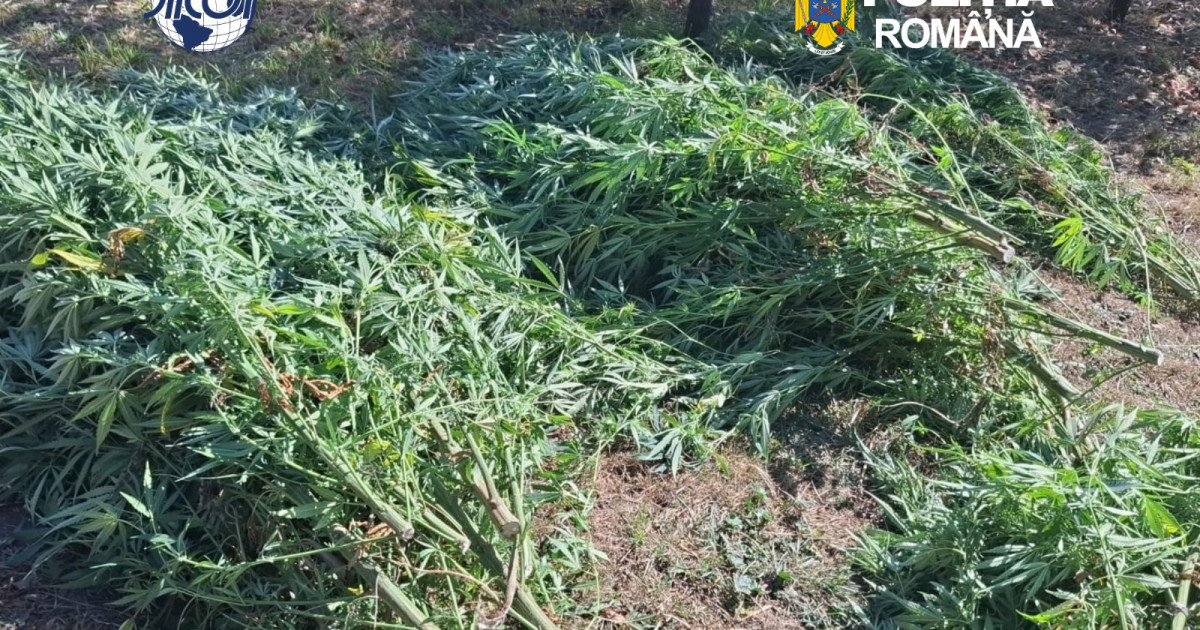 Cultură de canabis în Covasna: 60 de plante, un bărbat de 62 de ani reținut de DIICOT