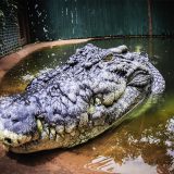 Singapore: AI fals, 10 ani de pușcărie pentru un bărbat